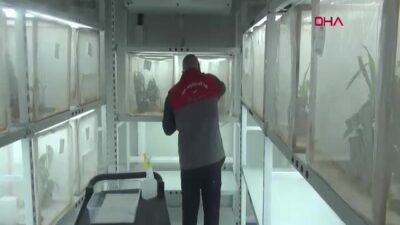 Bakan Yumaklı, Fındık Zararlısı Kahverengi Kokarca ile Mücadele Çalışmalarını Yerinde İnceledi