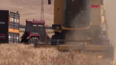 Mardin'de TMO'nun 137 bin ton