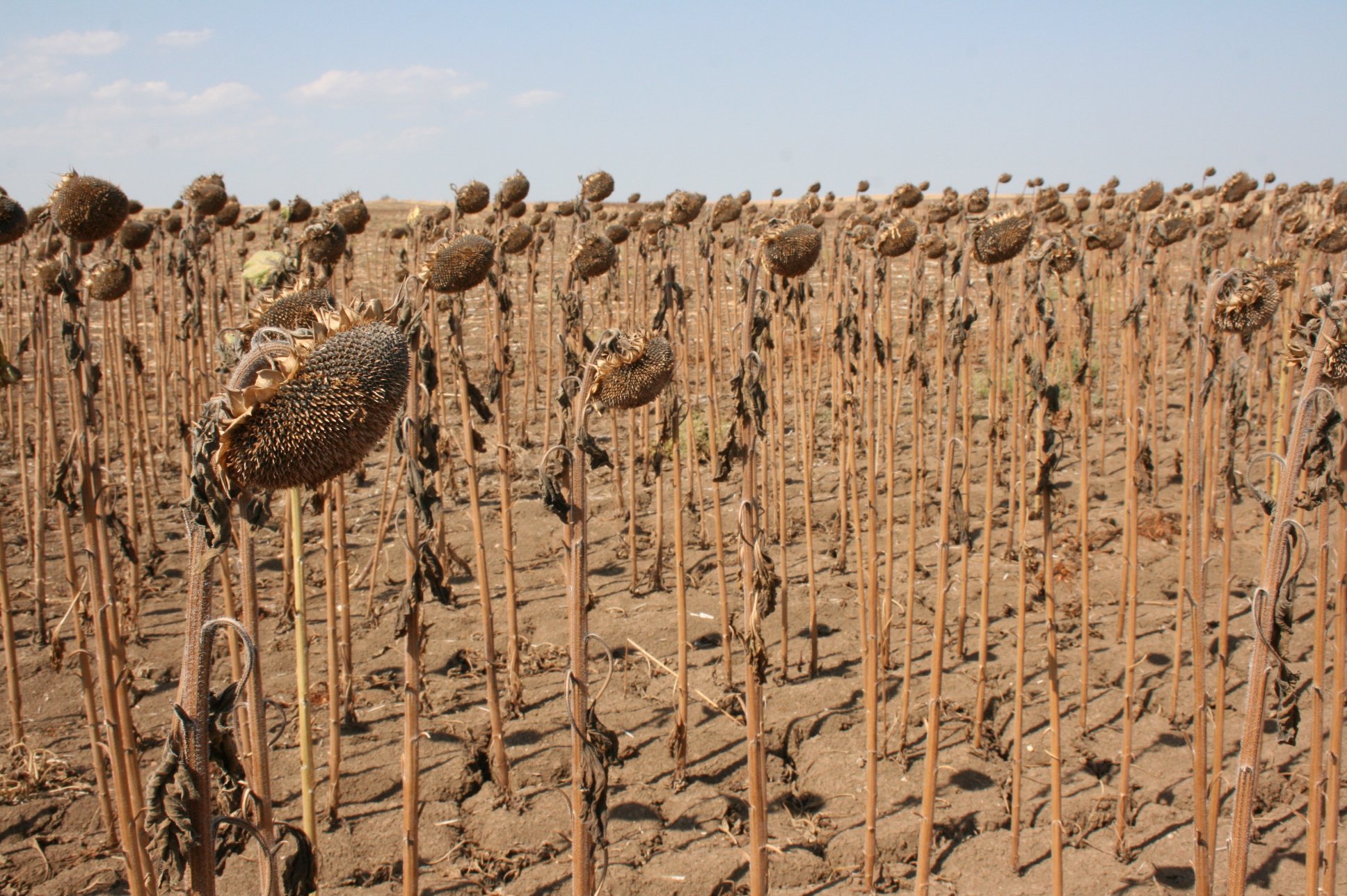 Edirne’de Kuraklığa Karşı Ayçiçeği Hasadı: Vali Sezer Biçerdöverle Tarlaya İndi!