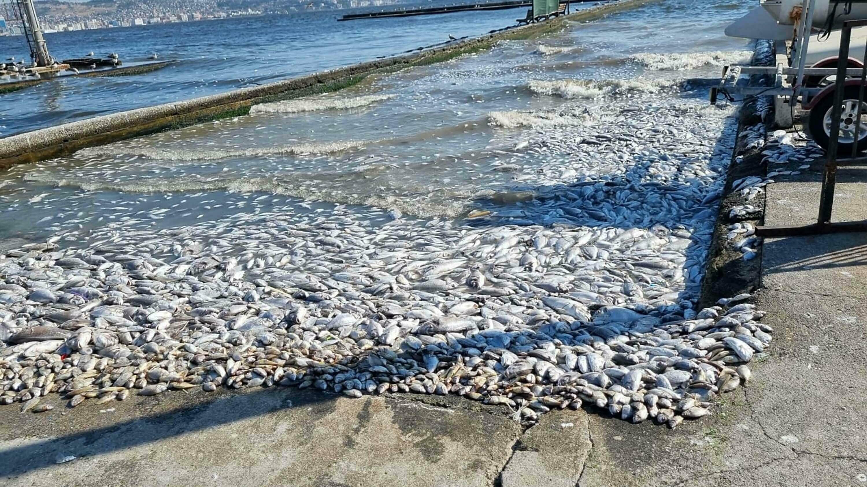 İzmir Körfezi Bilim Kurulu