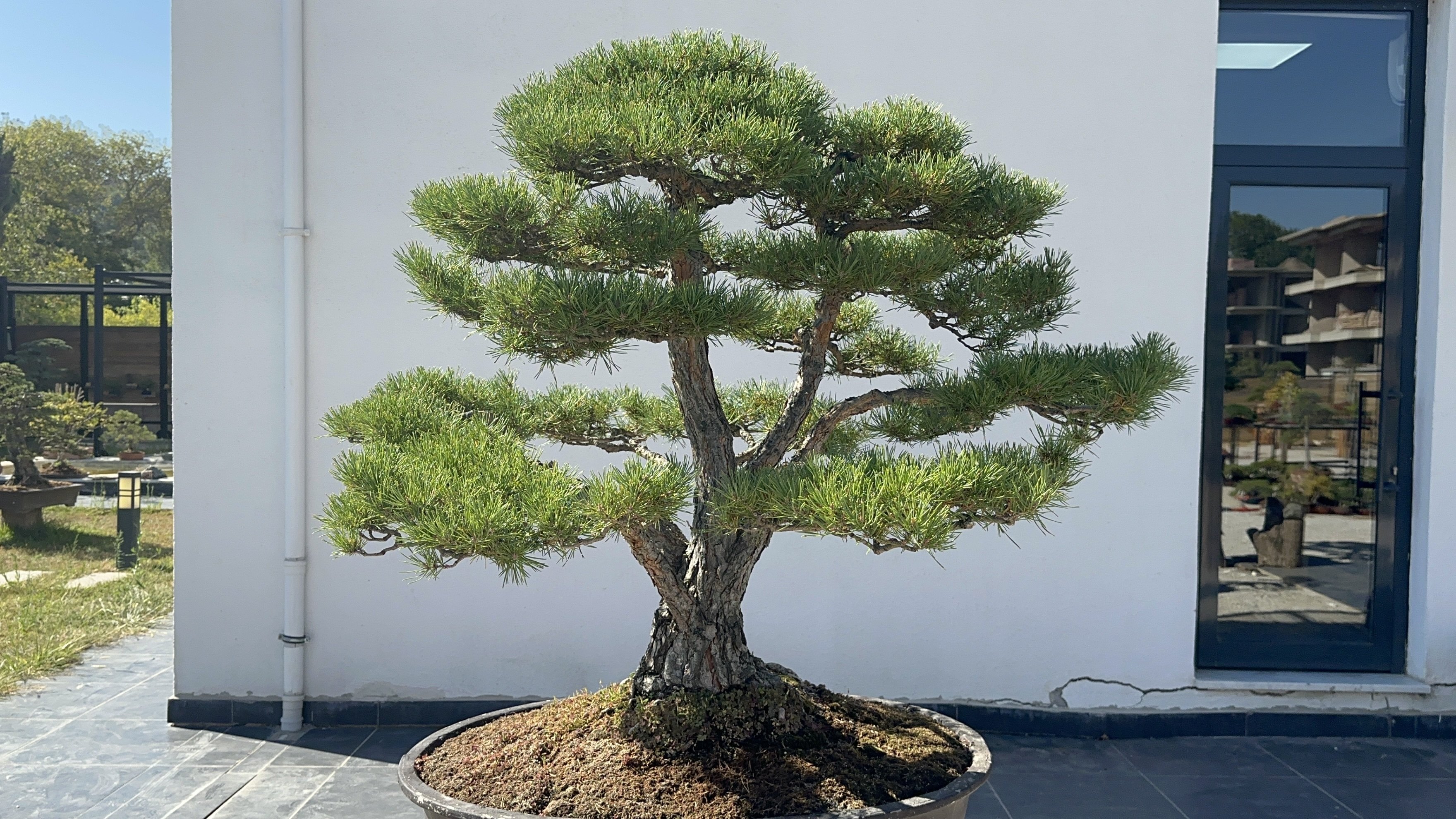 Yalova Bonsai Müzesi, 1,5