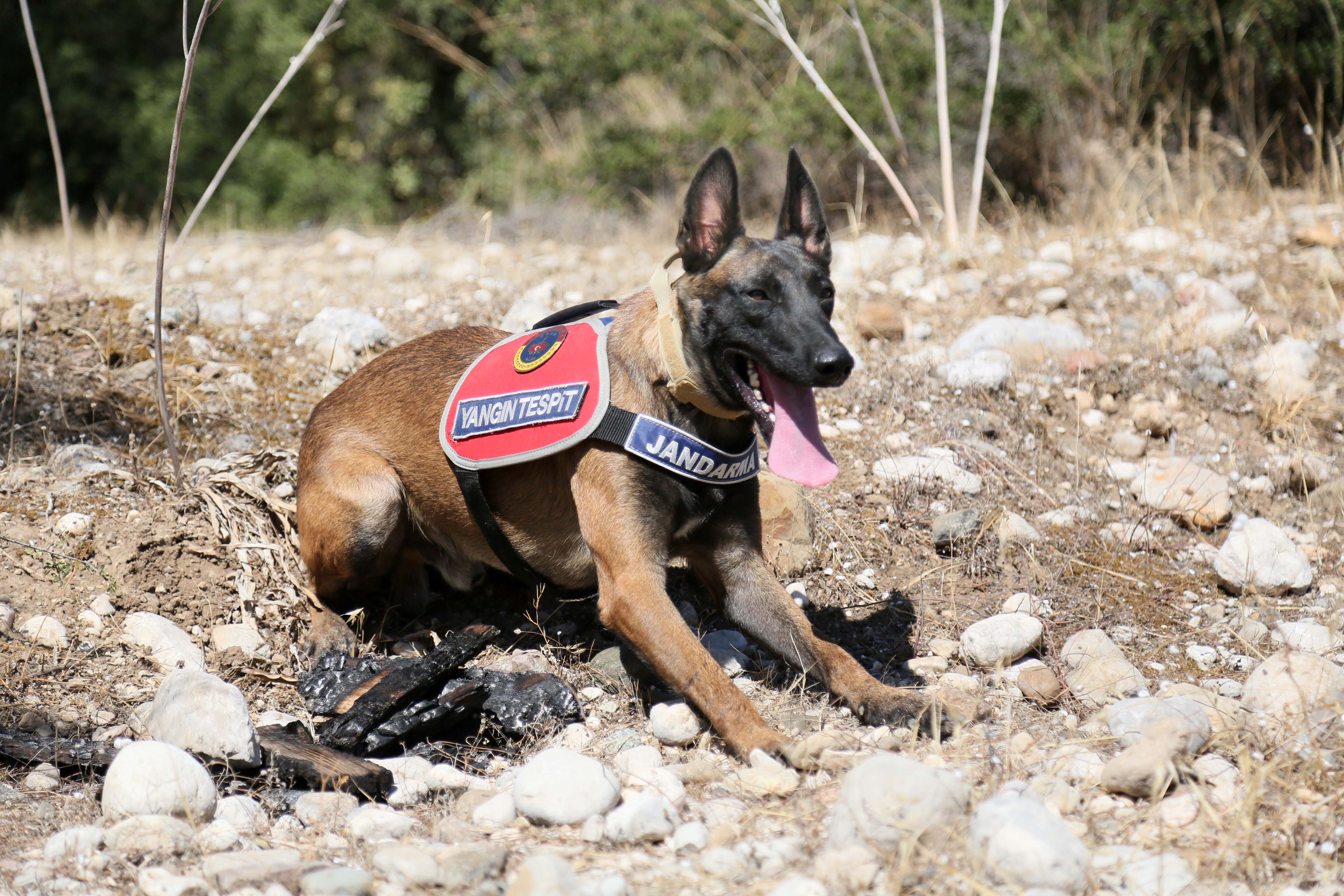 Antalya Jandarma Komutanlığı'nın özel