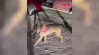 Van’da Dev Uyuşturucu Ham Madde Operasyonu: 3 Bin 710 Litre Asetik Asit Anhidrit Ele Geçirildi