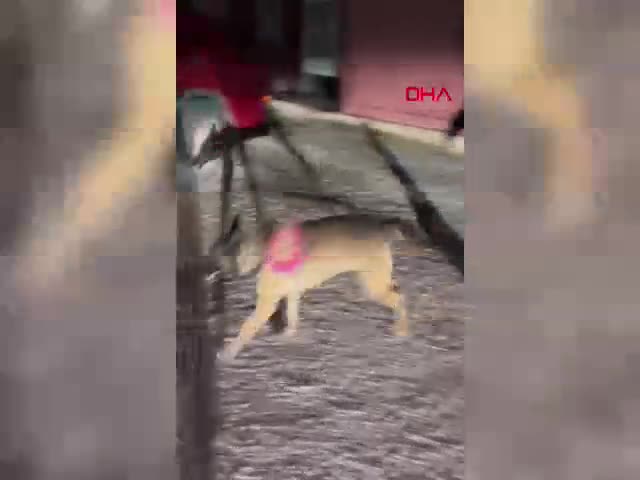 Van'da jandarma ekipleri tarafından