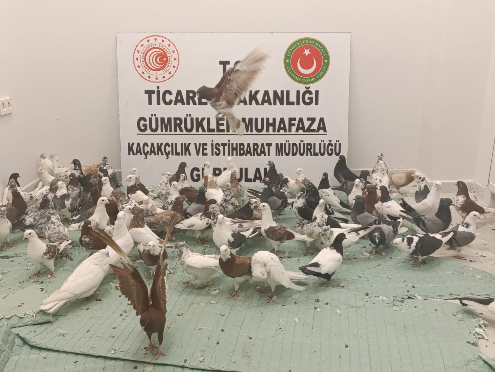 Ticaret Bakanlığı’ndan Kaçakçılık Operasyonu: 85 ‘Cancan’ Güvercini Ele Geçirildi
