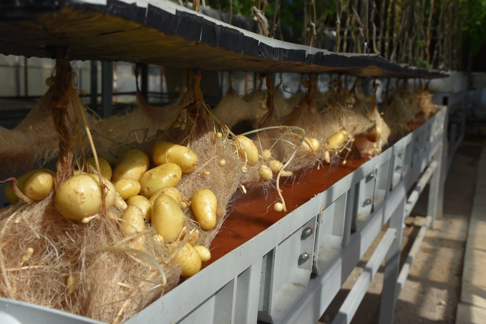 Niğde’de Yerli ve Milli Patatesler Topraksız Sistemlerle 12 Ay Üretiliyor