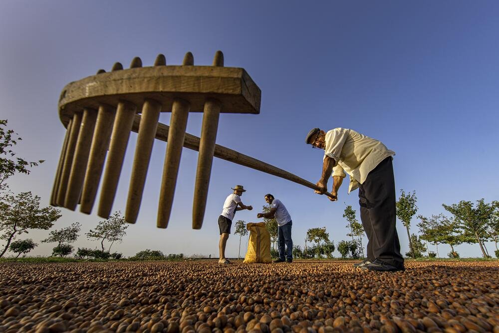 Fındıkta Kuraklık Alarmı: 250 Bin Ton Rekolte Kaybı Yaşandı!