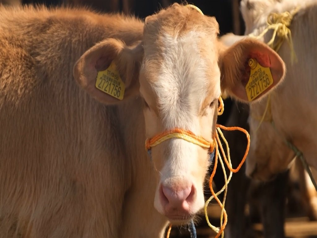 Veteriner Hekimlerden Kritik Uyarı: Şap Hastalığı Hayvansal Gıda Krizine Yol Açabilir!