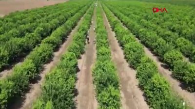 Adana’da Limon Üreticilerini Vuran Güneş Yanığı Felaketi: TARSİM Kapsamına Alınmalı