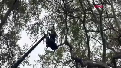 Isparta’da 800 Yıllık Tarihi Çınar Bakanlık ve Belediye İş Birliğiyle Yeniden Hayat Buldu