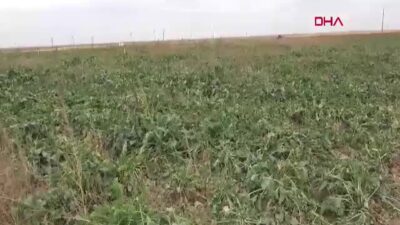 Aksaray’da Şeker Pancarı Rekoltesi ve Fiyatları Çiftçiyi Sevindirdi