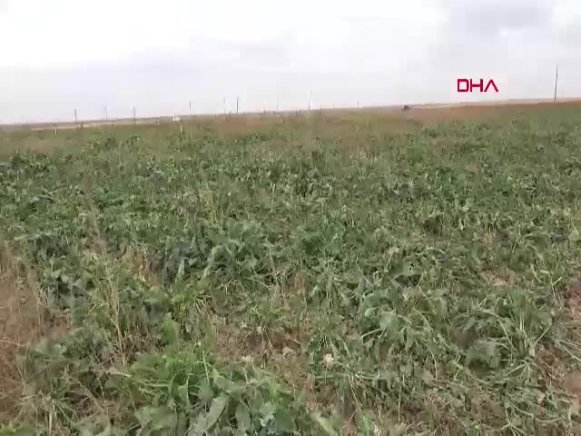 Aksaray’da Şeker Pancarı Rekoltesi ve Fiyatları Çiftçiyi Sevindirdi Aksaray'da şeker pancarı hasadı