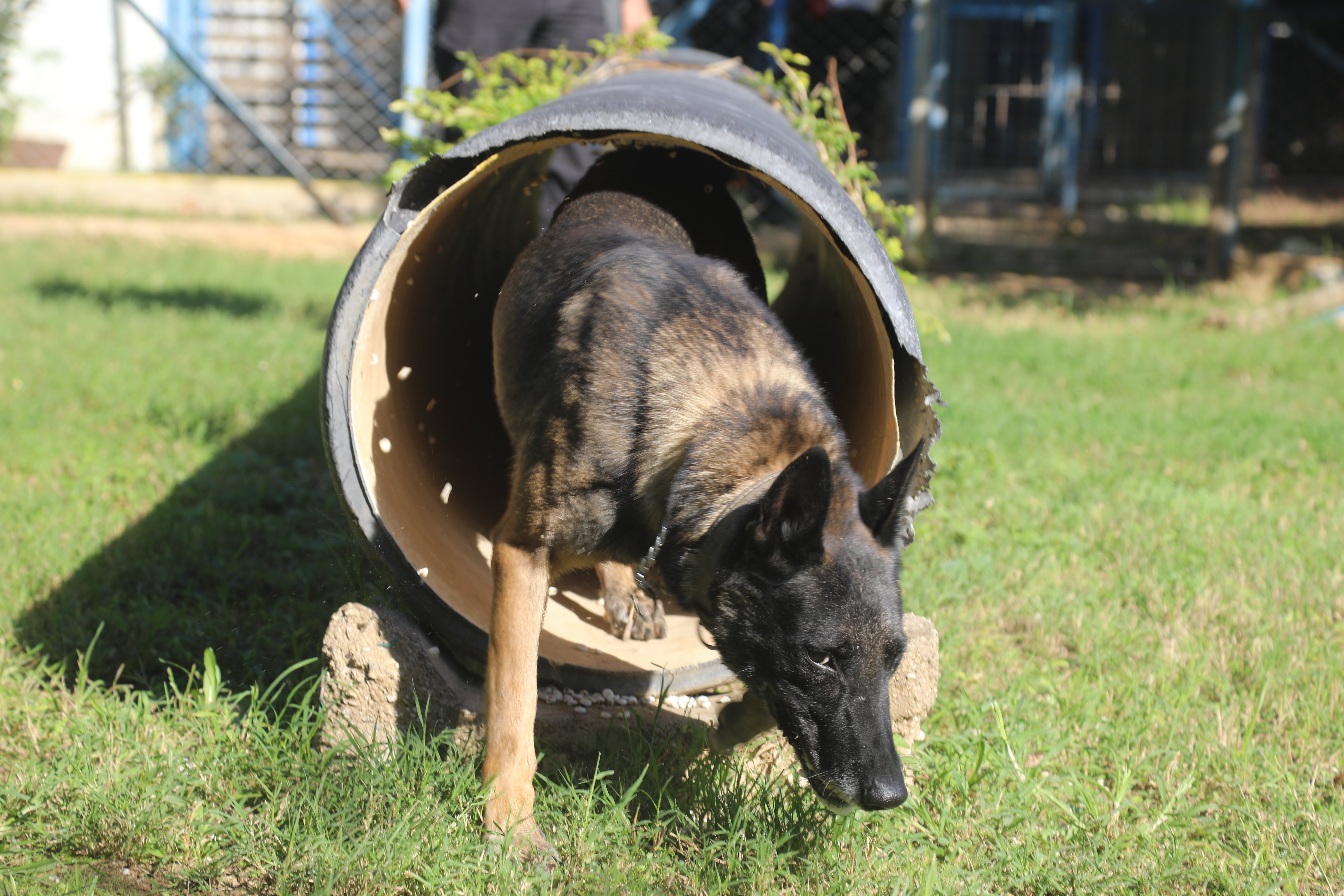 Narkotik Köpeklerinin Sıra Dışı Eğitim Sırrı: Madde Değil, Oyuncak Arıyorlar