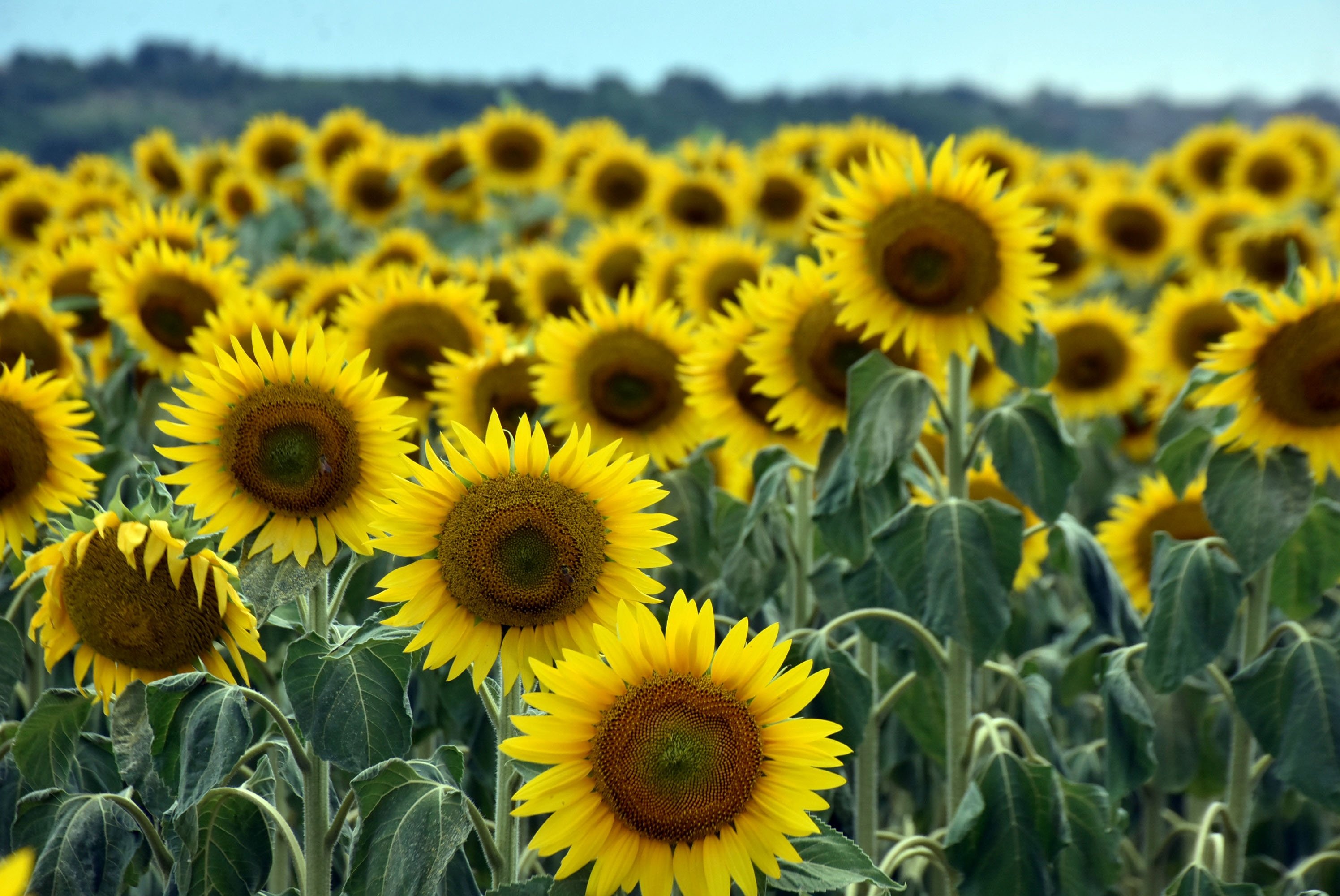 Edirne'de iklim değişikliği kaynaklı kuraklık,