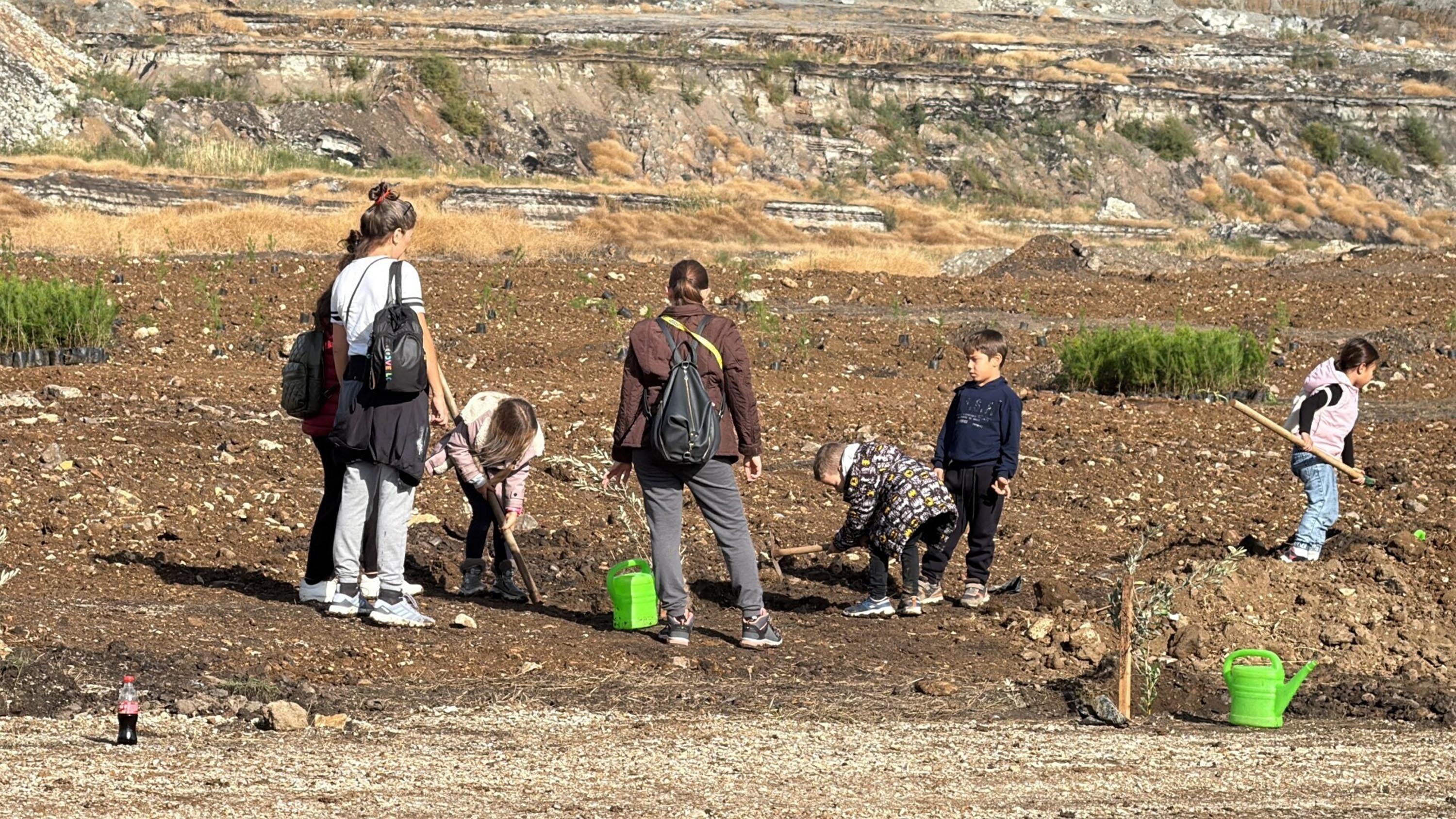 Cumhuriyet Tarihinin En Büyük Maden Rehabilitasyon Projesinde Zeytin Ağaçları Toprakla Buluştu