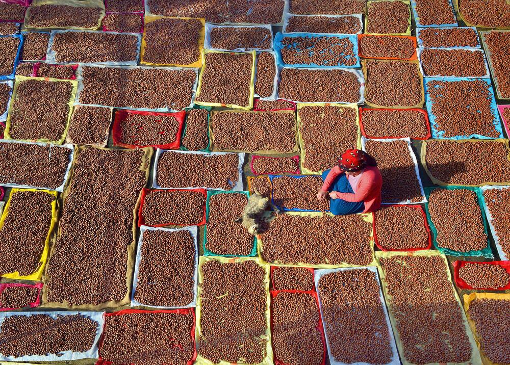 Fındıkta Rekor İhracat Hedefi: 3,5 Milyar Dolar Gelir Bekleniyor