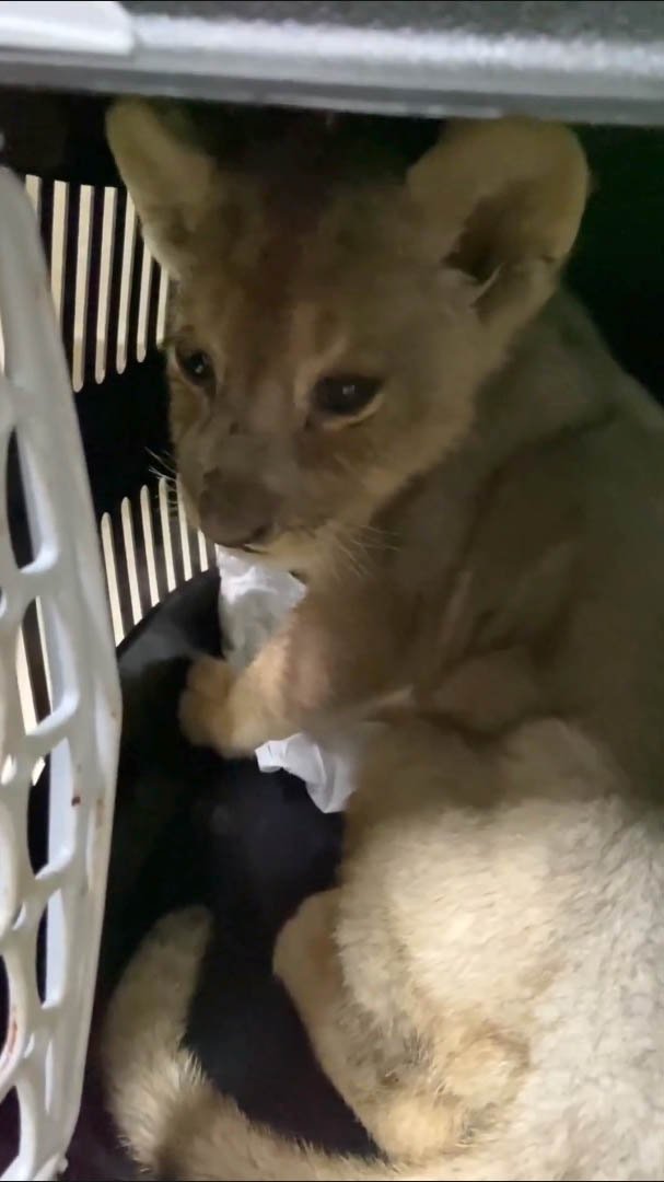 Türkiye’de Yasa Dışı Yollarla Getirilen Afrika Aslanı Yavrusuna El Konuldu