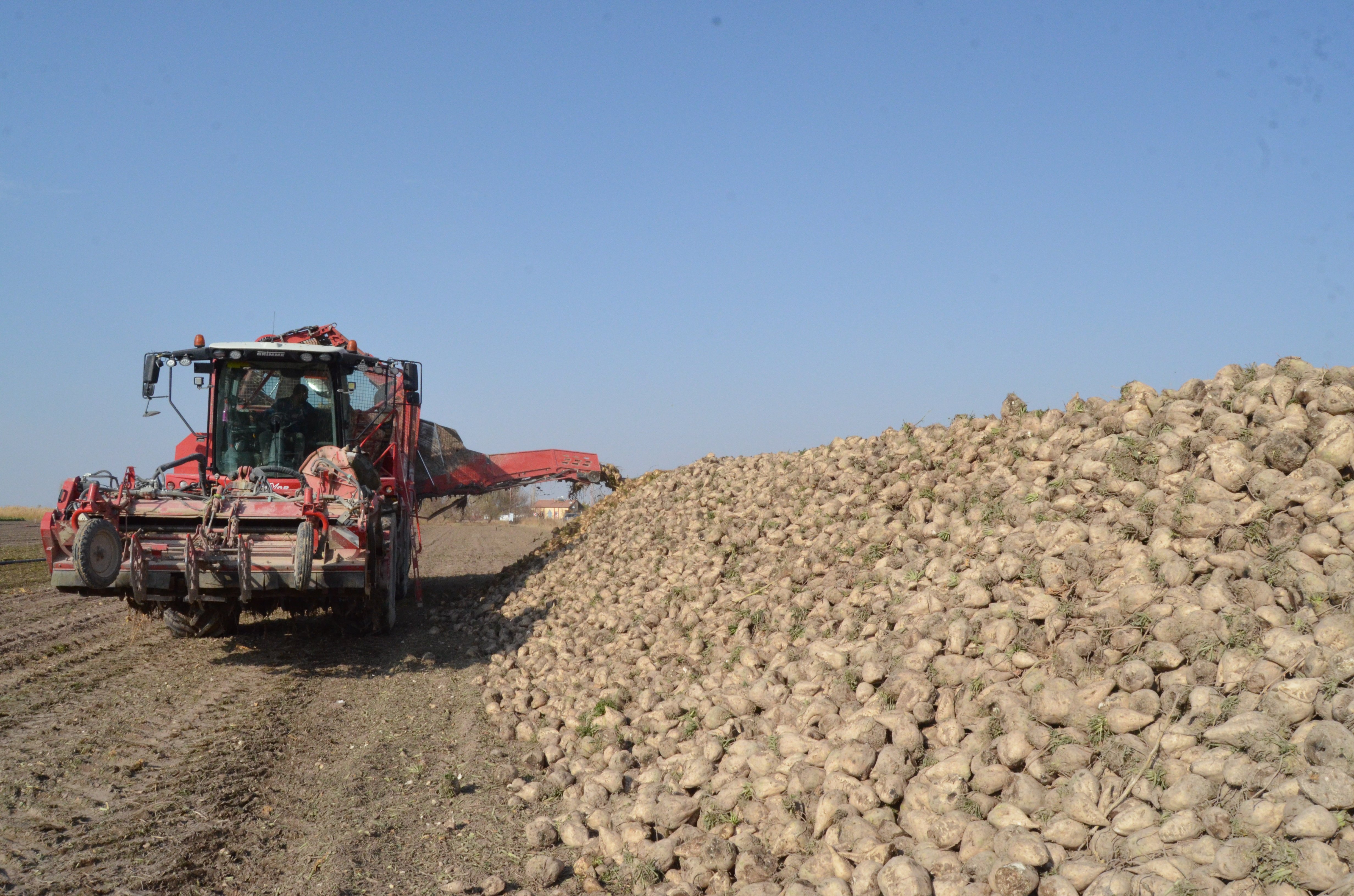 Aksaray’da Şeker Pancarı Üreticileri 3 Bin 100 Lira Fiyattan Memnun