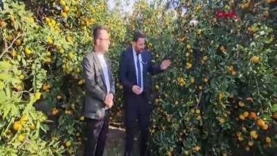 Samandağ Belediyesi, dalında kalan mandalinalar