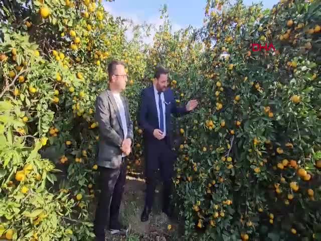 Samandağ Belediyesi, dalında kalan