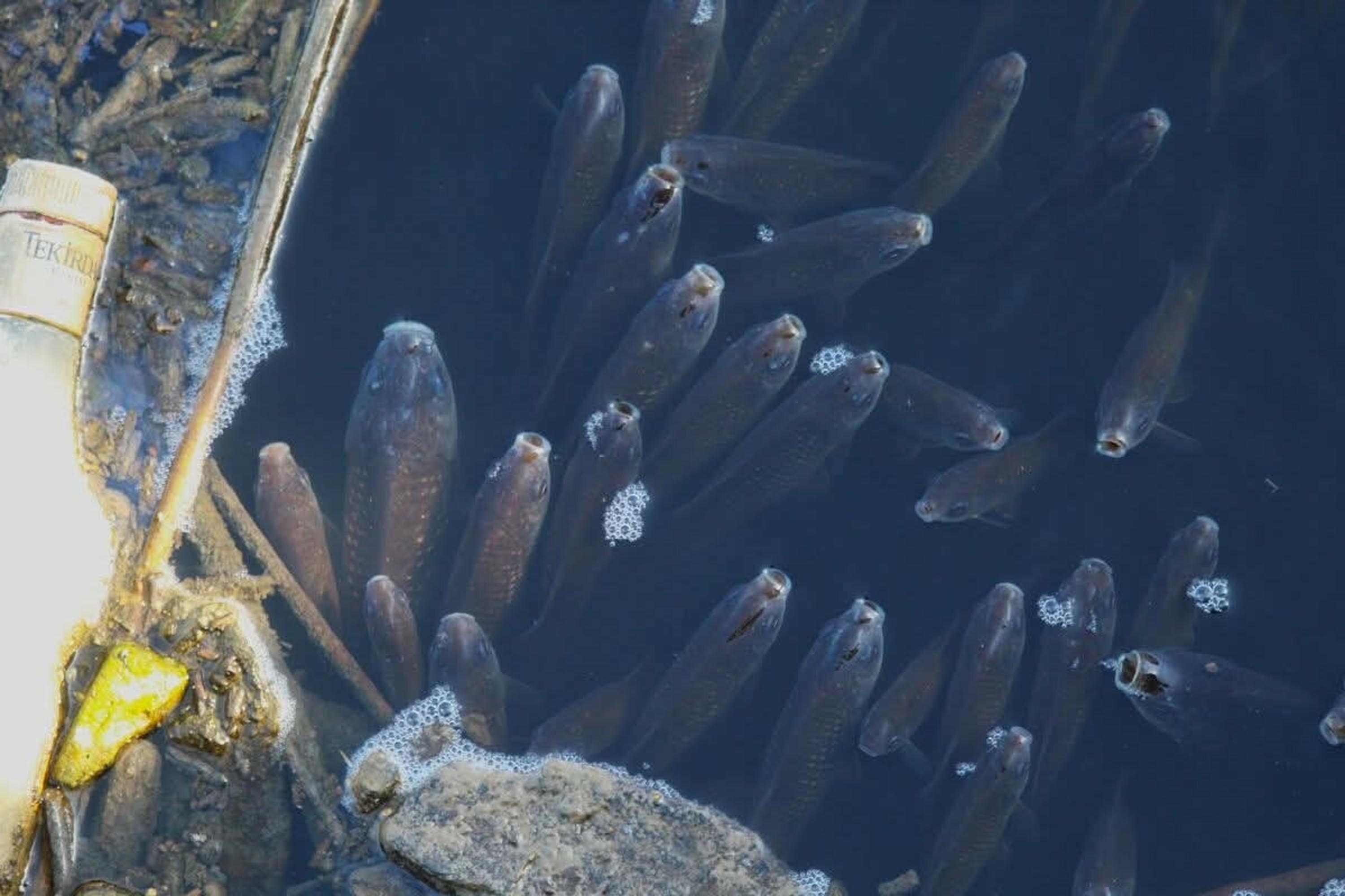 Büyük Menderes Nehri endüstriyel kirlilik
