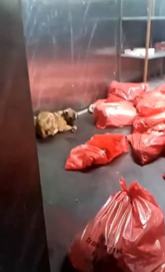 Ankara'da barınakta ölü köpeklerin çöp