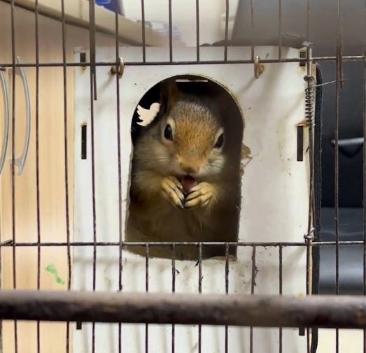 DKMP Ekipleri İş Yerinde Tutulan Sincaba El Koydu!