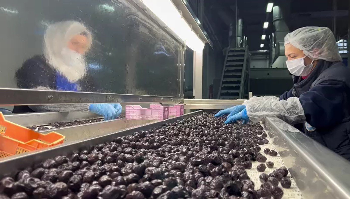 Mehmetçiğin Sofrasına Özel Zeytin: Laboratuvarda İncelenip Kumanyaya Giriyor