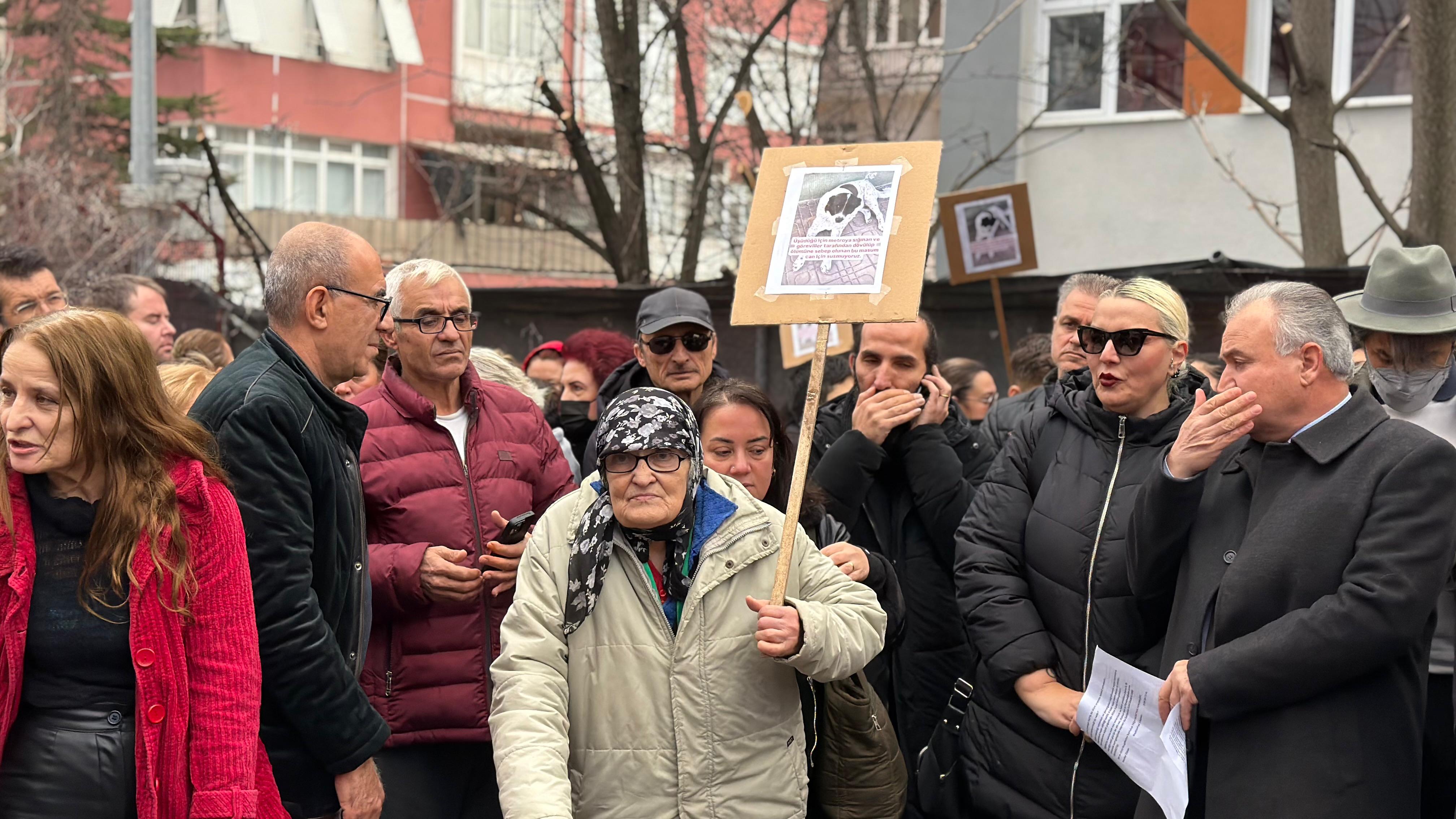 Ankara'da 'Matmazel' adlı sokak köpeğinin