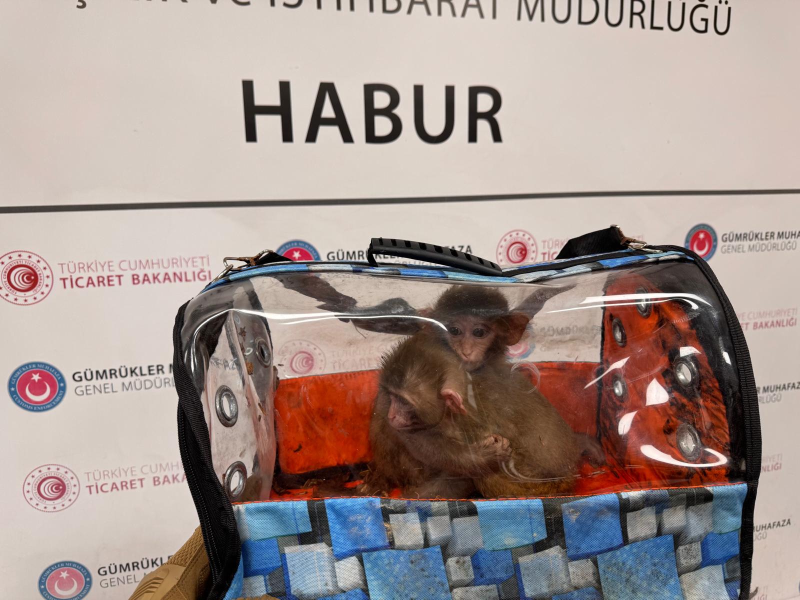 Ticaret Bakanlığı Gümrükler Muhafaza ekipleri,