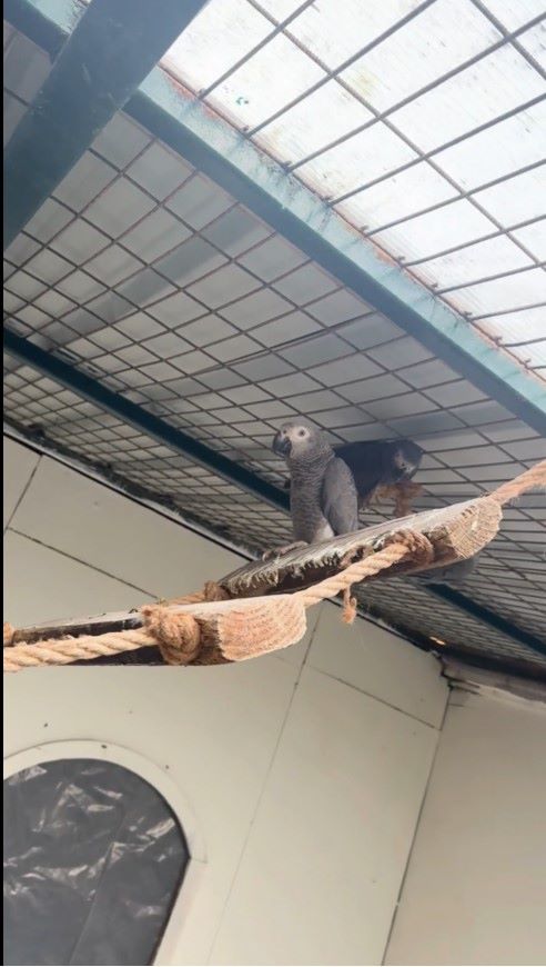 İstanbul Havalimanı'nda Libya'dan gelen 2