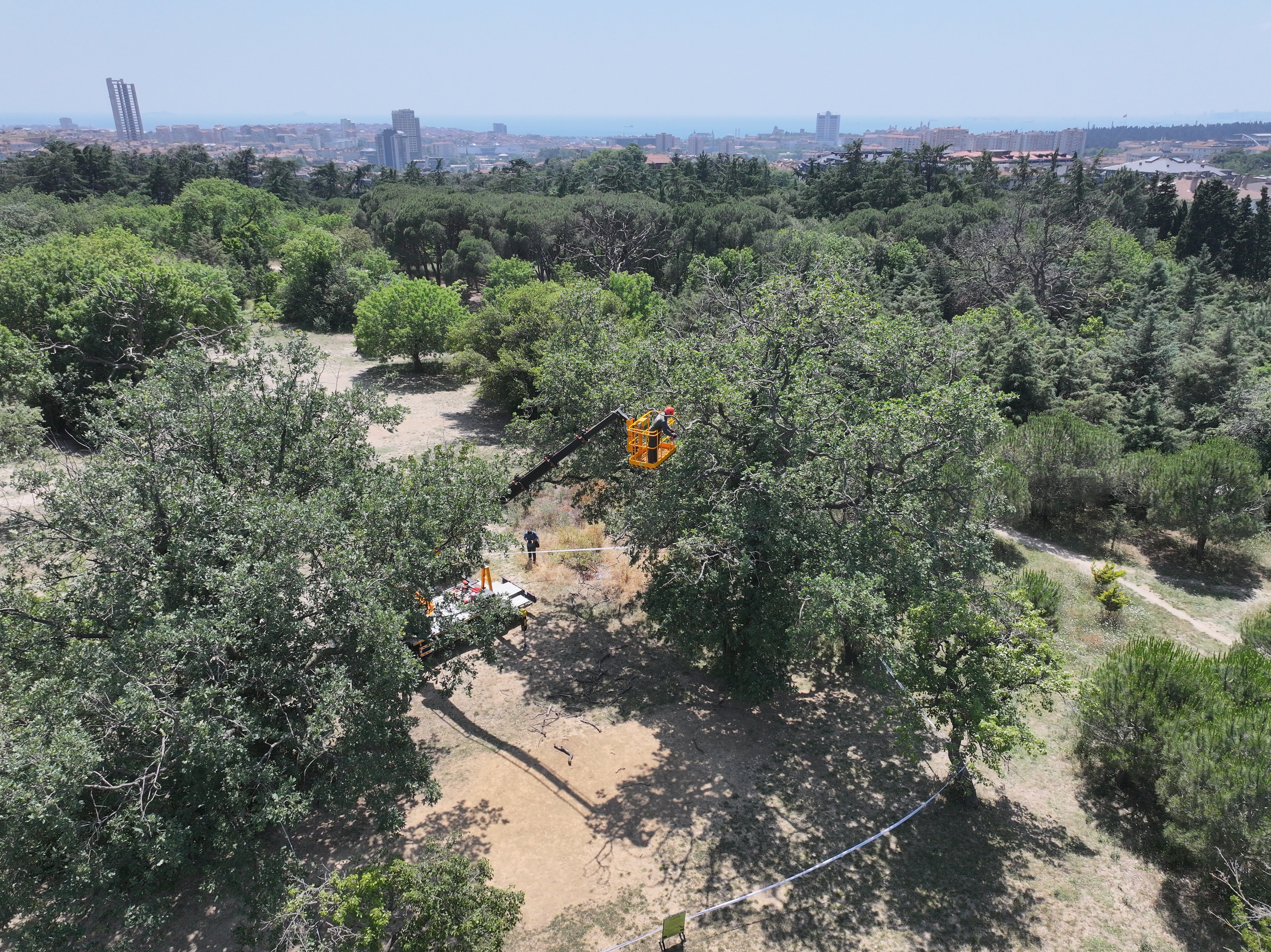 Üsküdar Belediyesi'nin Validebağ Korusu için
