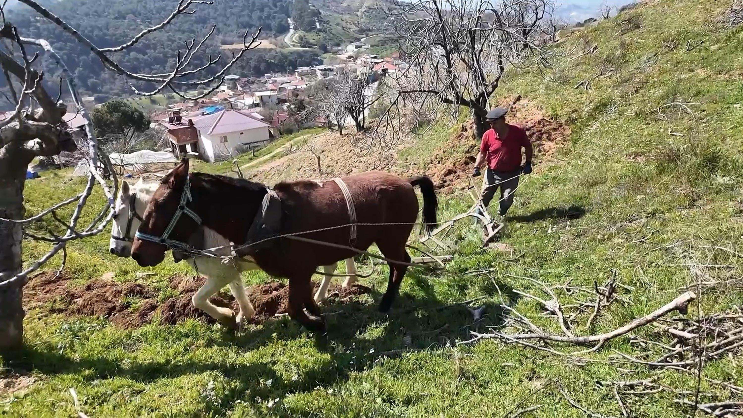 Aydın'ın Germencik ilçesinde atla çift