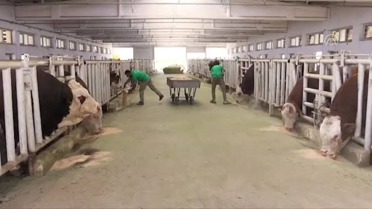 Malatya Akçadağ'daki TİGEM Sultansuyu İşletmesi'nde