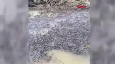 Diyarbakır Bismil'de Dicle Nehri taşkınında