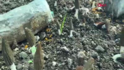 Tarım ve Orman Bakanlığı'na bağlı