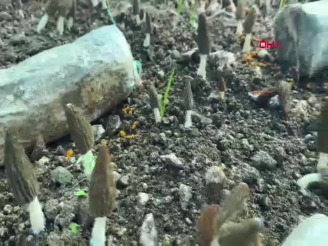 Tarım ve Orman Bakanlığı'na