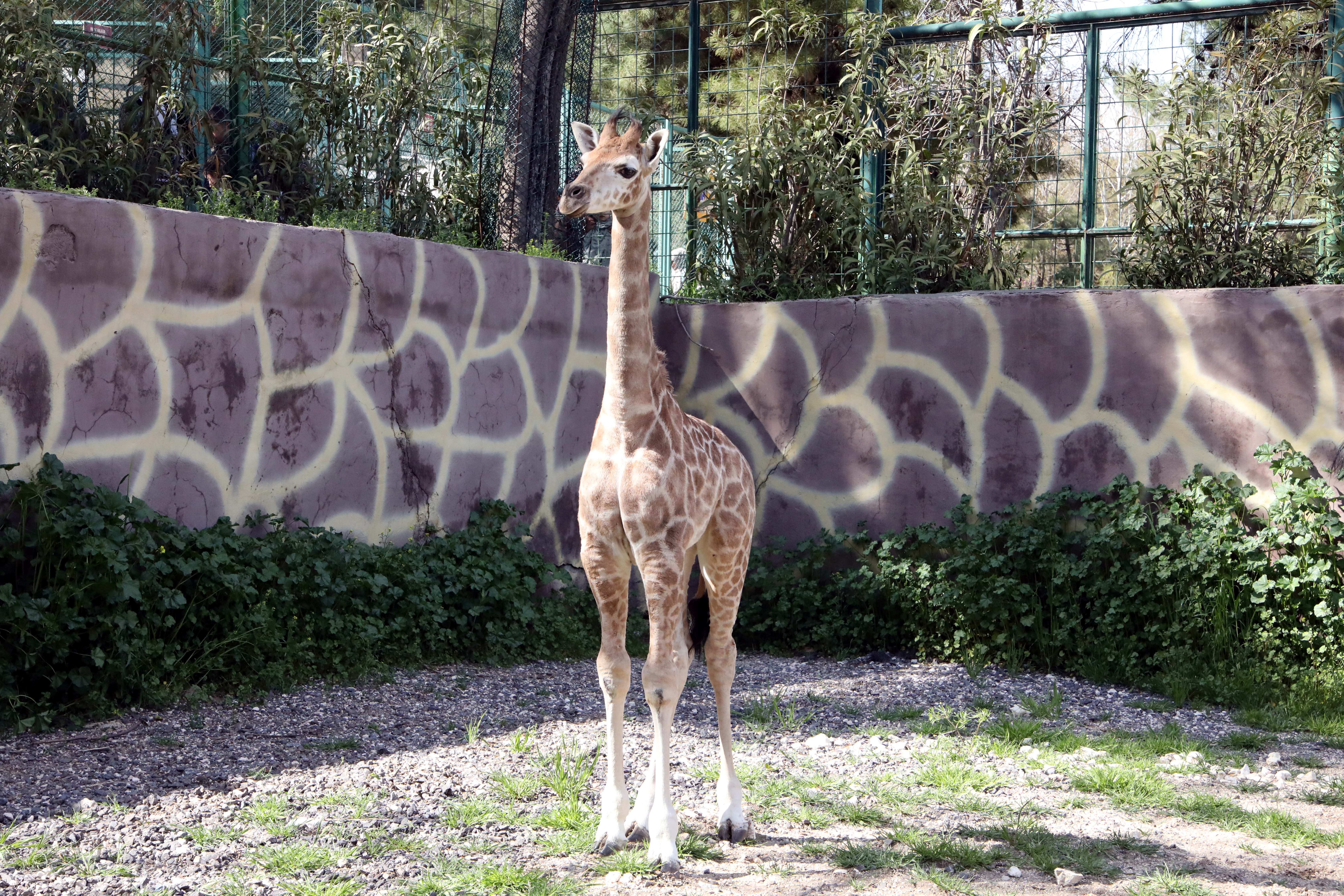 Gaziantep Doğal Yaşam Parkı'nda Türkiye'de