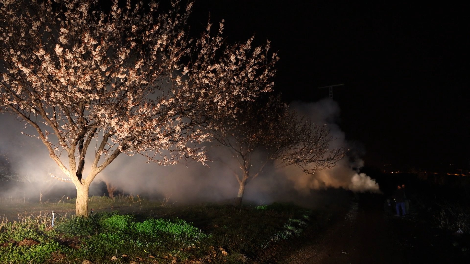 Malatya'da kayısı üreticileri, zirai don