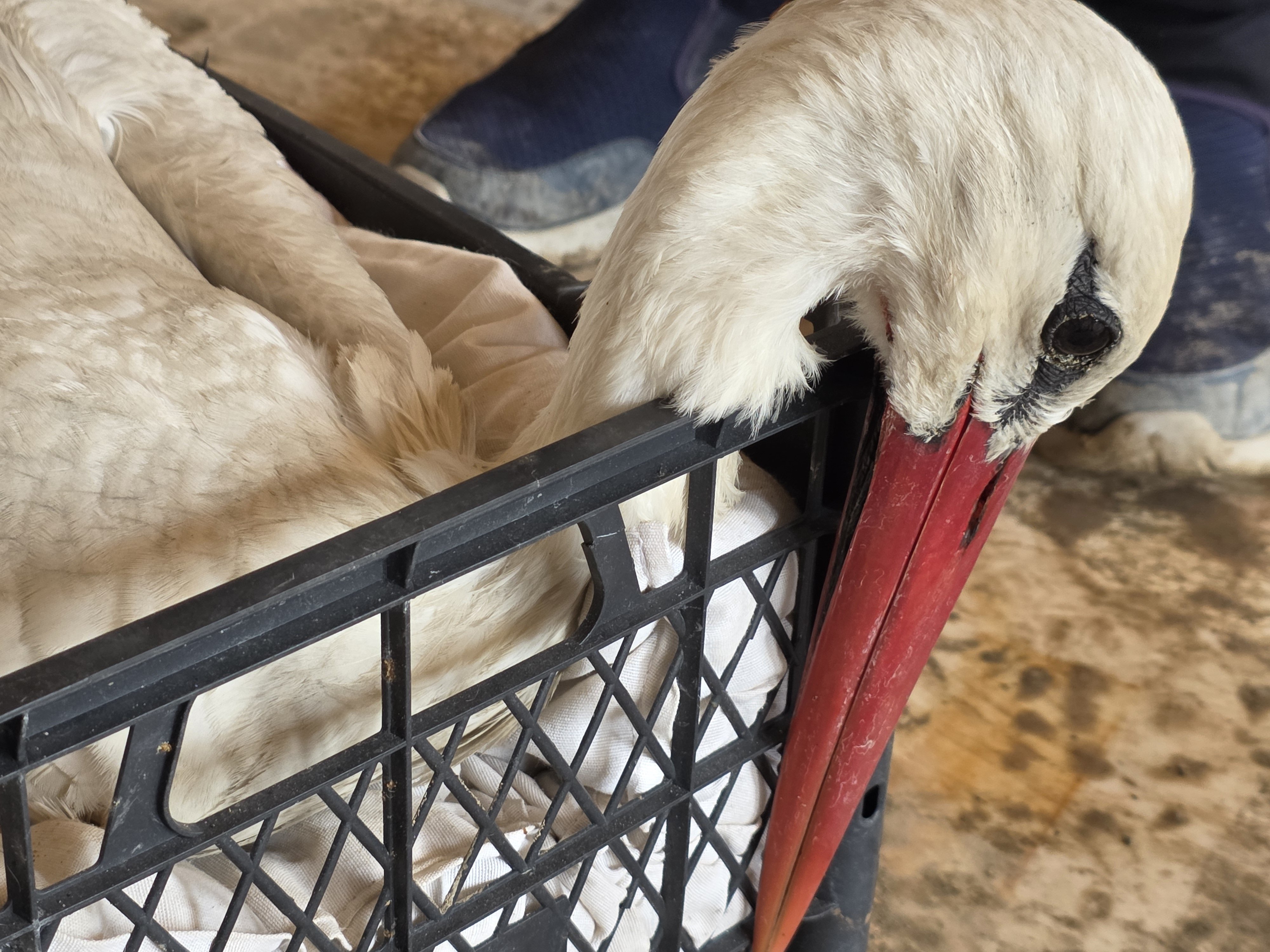 Hatay'da göç yolundaki 53 leylek