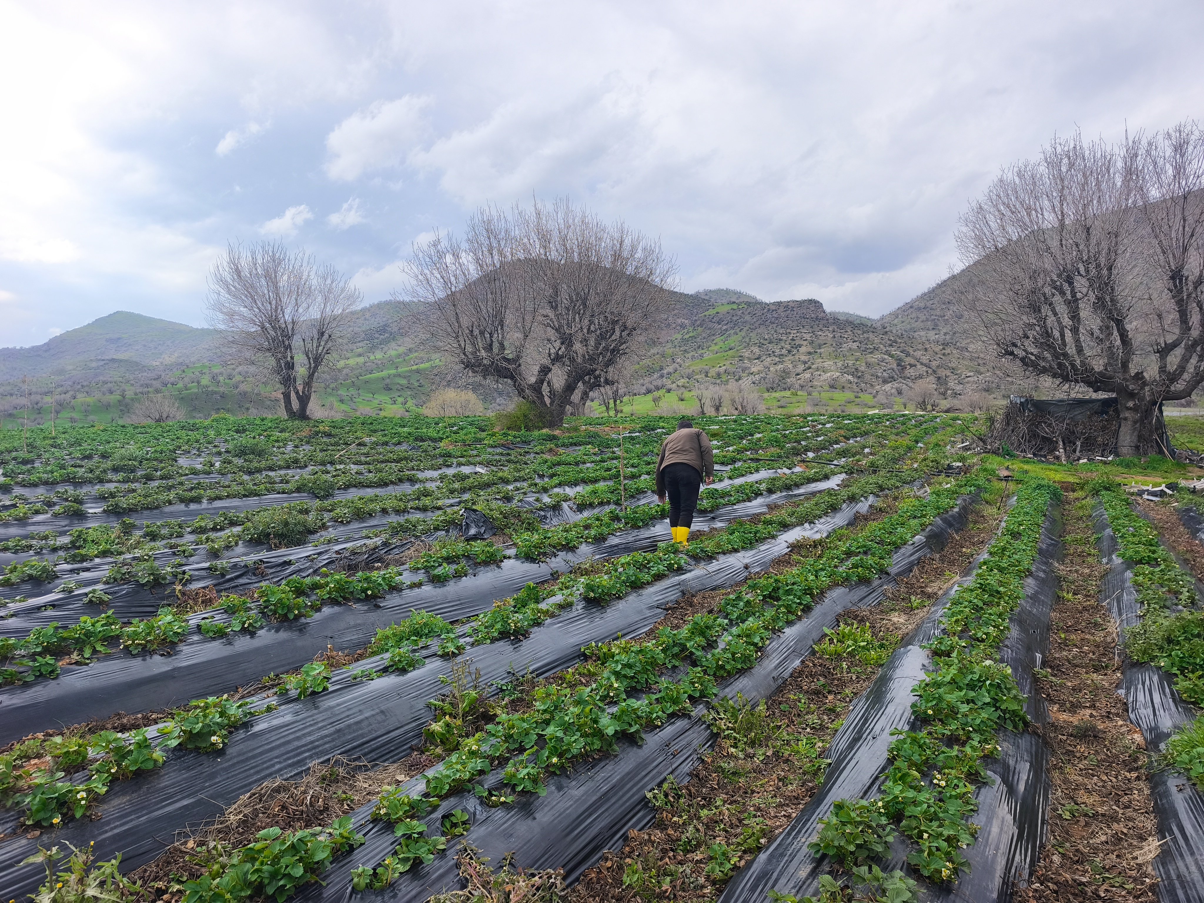 Tarım Bakanı İbrahim Yumaklı, coğrafi