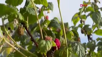 Kestel Belediye Başkanı Ferhat Erol,