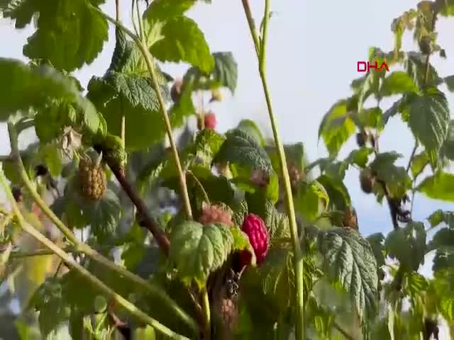 Kestel Belediye Başkanı Ferhat