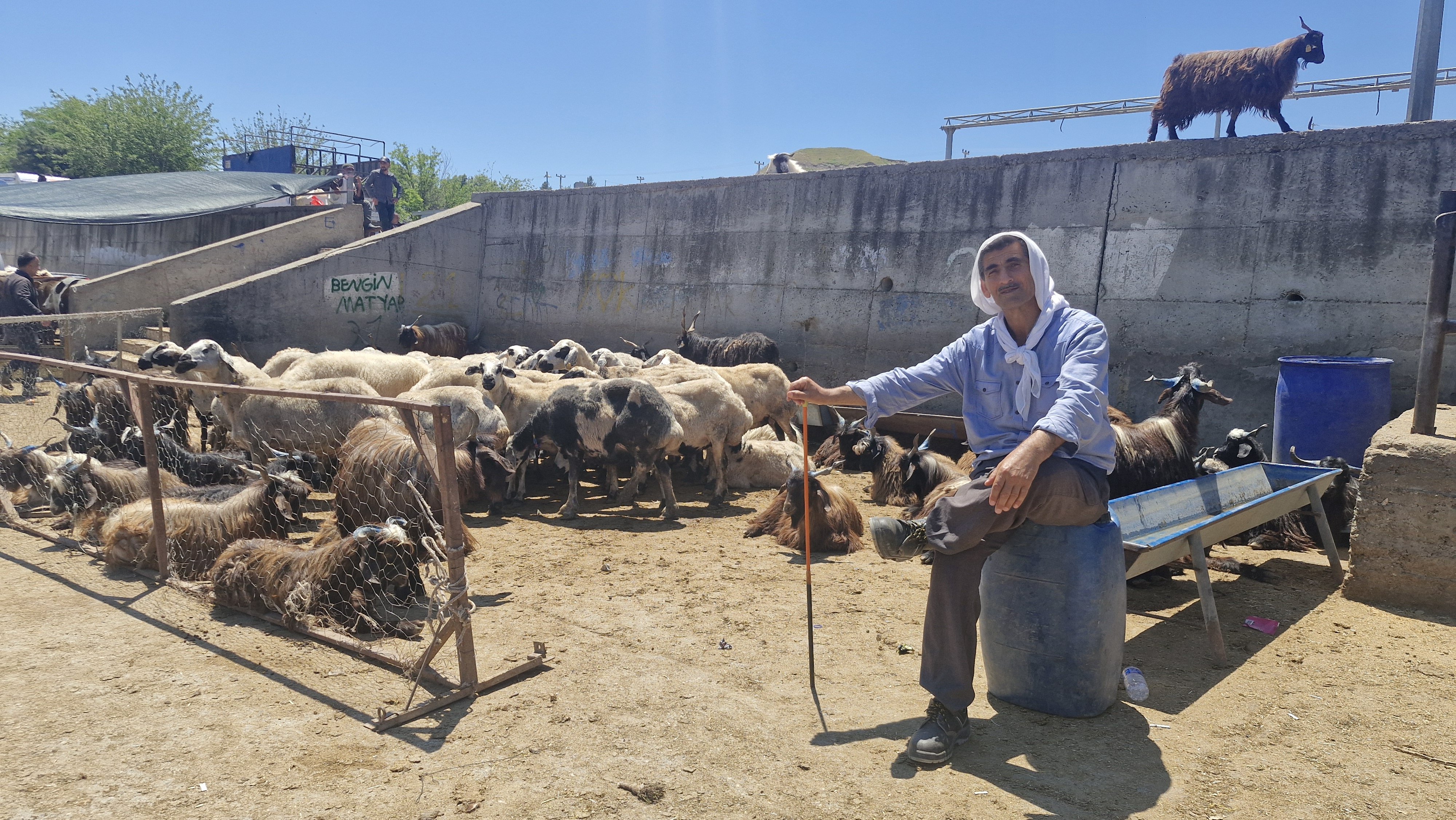 Diyarbakır Canlı Hayvan Borsası'nda Kurban