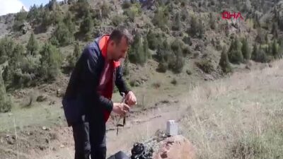 Erzurum Oltu'da arazide dolaşan vaşak,