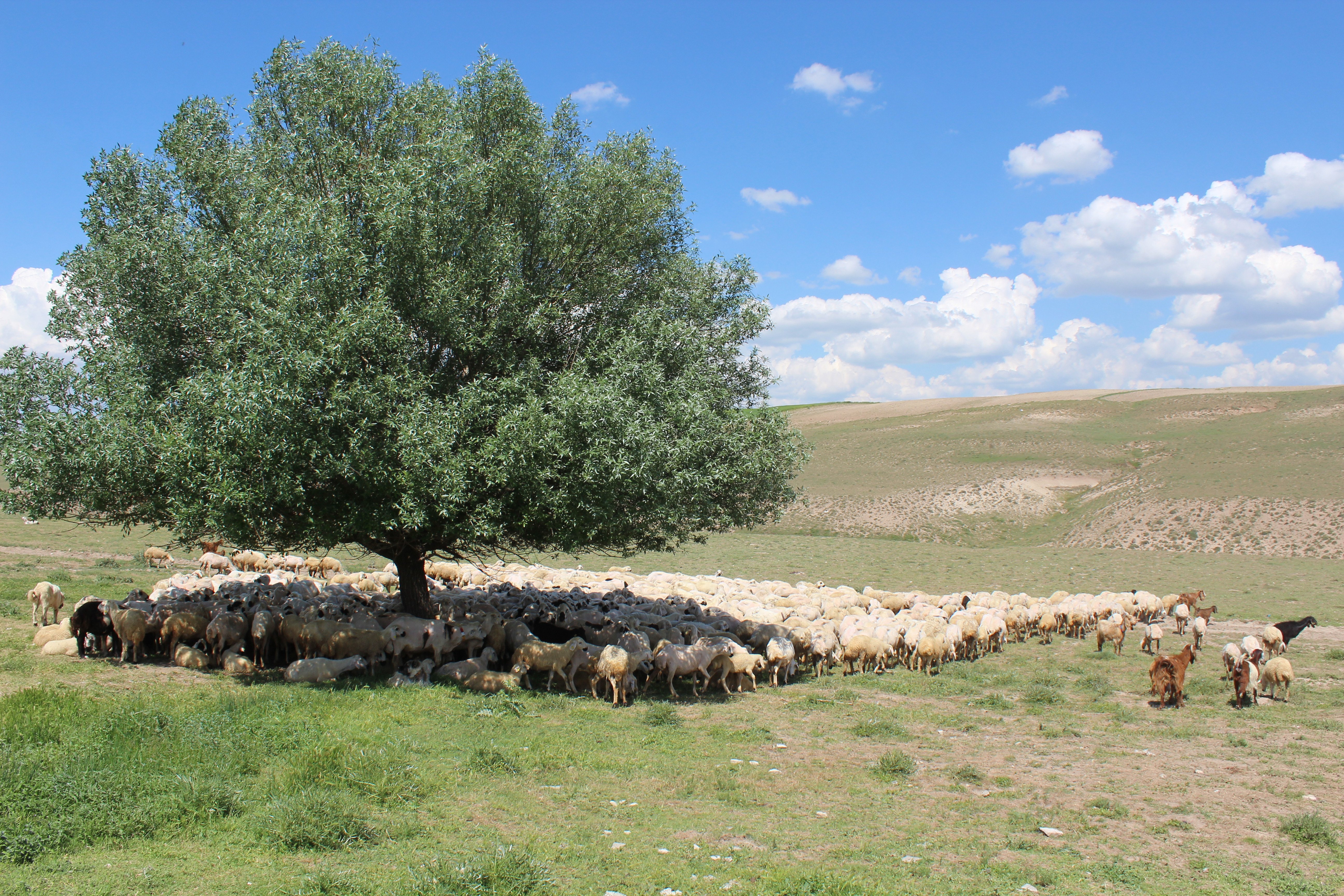 Tarım ve Orman Bakanlığı'nın projesiyle