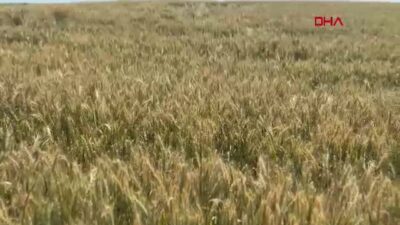 Edirne'deki bol yağışlar buğdayda verim