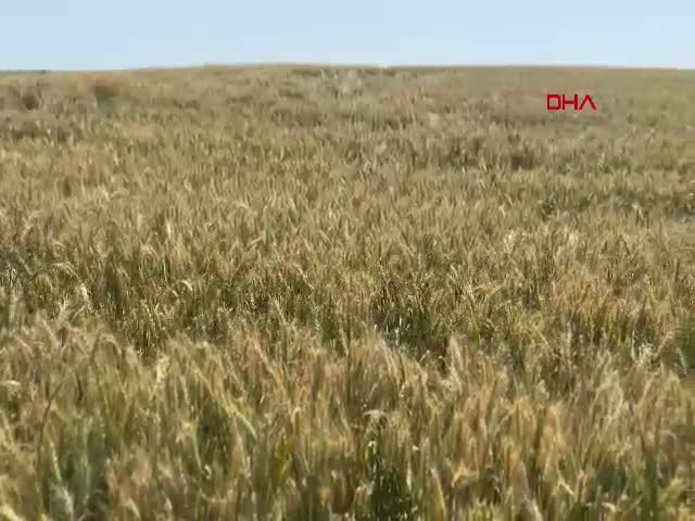 Edirne'deki bol yağışlar buğdayda