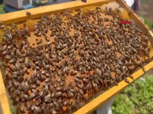 Osmaniye Arı Yetiştiricileri Birliği