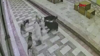 Hatay İskenderun'da 6 sahipsiz köpeğin